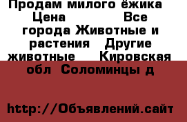 Продам милого ёжика › Цена ­ 10 000 - Все города Животные и растения » Другие животные   . Кировская обл.,Соломинцы д.
